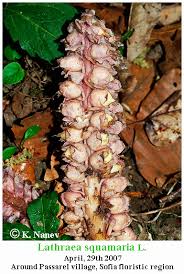 Attēlu rezultāti vaicājumam “Lathraea squamaria flower”