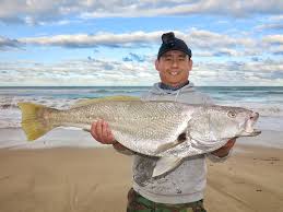 Image result for Argyrosomus japonicus