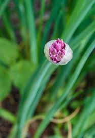 Attēlu rezultāti vaicājumam “Allium schoenoprasum bud”