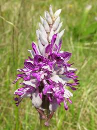 Attēlu rezultāti vaicājumam “Orchis militaris leaf”