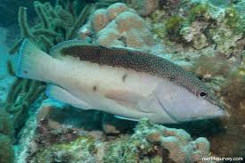 Image result for Cephalopholis fulva