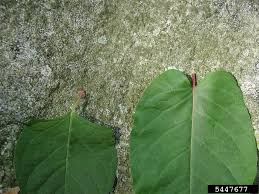 Attēlu rezultāti vaicājumam “Reynoutria sachalinensis leaf”