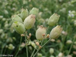 Attēlu rezultāti vaicājumam “Silene vulgaris”