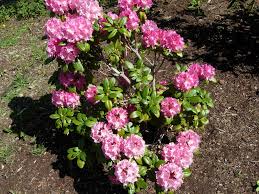 Attēlu rezultāti vaicājumam “rhododendron”