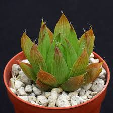 Attēlu rezultāti vaicājumam “Scapania mucronata”