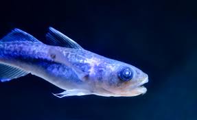 Image result for Boreogadus saida