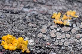 Attēlu rezultāti vaicājumam “Lecanora albella”