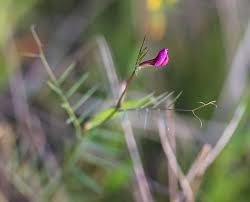 Attēlu rezultāti vaicājumam “Vicia angustifolia leaf”