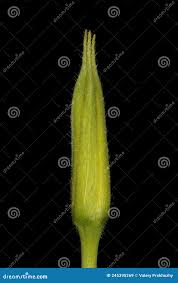 Attēlu rezultāti vaicājumam “Oenothera biennis bud”