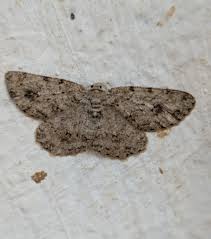 Attēlu rezultāti vaicājumam “Diaperis boleti nest”