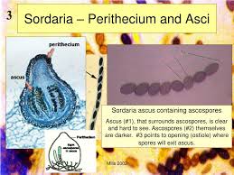 Attēlu rezultāti vaicājumam “Sordaria fimicola”
