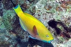 Image result for Chlorurus gibbus