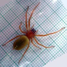 Attēlu rezultāti vaicājumam “Cheiracanthium sp. male”