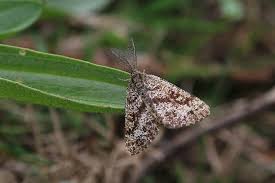 Attēlu rezultāti vaicājumam “Ematurga atomaria male”