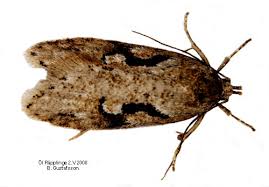 Attēlu rezultāti vaicājumam “Semioscopis steinkellneriana”