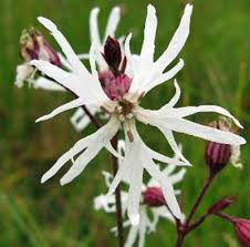 Image result for Lychnis flos-cuculi