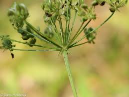 Attēlu rezultāti vaicājumam “Peucedanum oreoselinum”