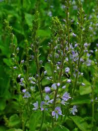 Attēlu rezultāti vaicājumam “Veronica officinalis”