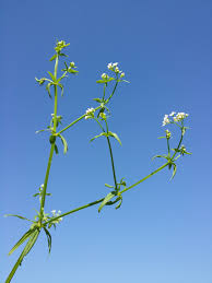 Attēlu rezultāti vaicājumam “Galium elongatum”
