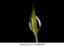 Attēlu rezultāti vaicājumam “Tortula muralis sporophyte”