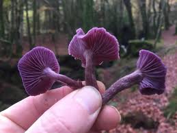 Attēlu rezultāti vaicājumam “Laccaria amethystina”