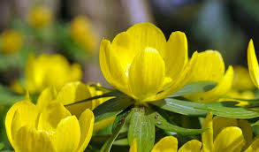 Attēlu rezultāti vaicājumam “Eranthis hyemalis”