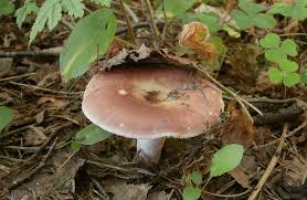 Attēlu rezultāti vaicājumam “Russula vesca”