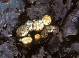 Attēlu rezultāti vaicājumam “Crucibulum laeve”