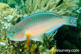 Image result for Chlorurus perspicillatus