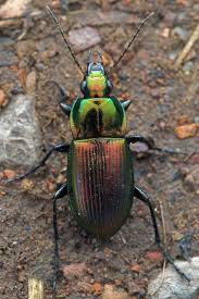 Attēlu rezultāti vaicājumam “Poecilus versicolor”