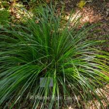 Attēlu rezultāti vaicājumam “Carex panicea”
