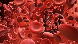 Image result for blood