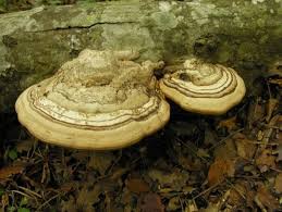 Attēlu rezultāti vaicājumam “Fomes fomentarius”