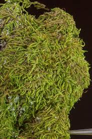 Attēlu rezultāti vaicājumam “Hypnum pallescens”