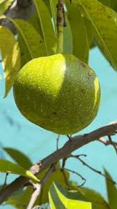 Attēlu rezultāti vaicājumam “Libanotis montana fruit”