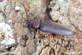 Attēlu rezultāti vaicājumam “Criocephalus rusticus”