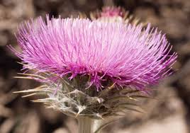 Attēlu rezultāti vaicājumam “Cirsium x rigens flower”