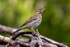 Attēlu rezultāti vaicājumam “Anthus trivialis”