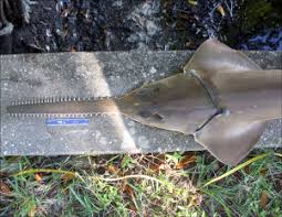 Image result for Pristis pectinata