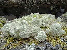 Attēlu rezultāti vaicājumam “Cladonia stellaris”