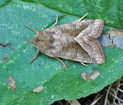 Attēlu rezultāti vaicājumam “Hydraecia micacea”