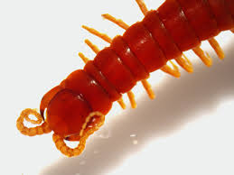 Attēlu rezultāti vaicājumam “Myriosclerotinia scirpicola”