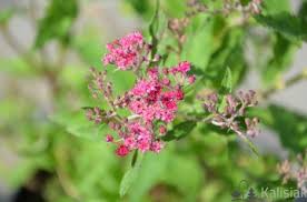 Attēlu rezultāti vaicājumam “x Sorbaronia fallax”