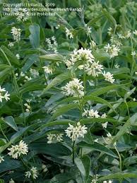 Attēlu rezultāti vaicājumam “Vincetoxicum hirundinaria”