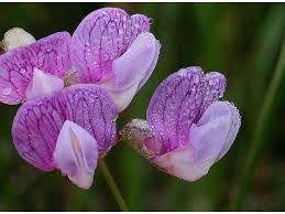 Attēlu rezultāti vaicājumam “Lathyrus palustris flower”