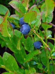 Attēlu rezultāti vaicājumam “Vaccinium myrtillus”