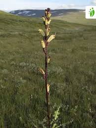 Attēlu rezultāti vaicājumam “Pedicularis sceptrum-carolinum leaf”
