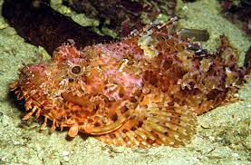 Image result for Scorpaena scrofa