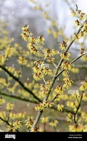 Attēlu rezultāti vaicājumam “Hamamelis japonica bud”