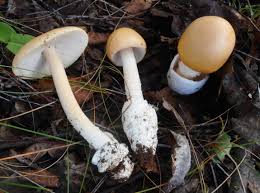 Attēlu rezultāti vaicājumam “Amanita crocea”